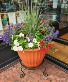 Red white and blue Combo Only one blooming planter in this color available