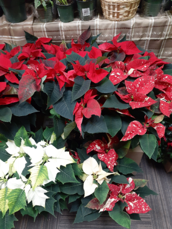 red/ white and jingle bell poinsettias