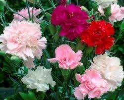 Red White Pink Carnations 