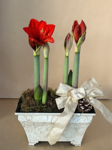 Regal Amaryllis Planter Box in Delta, BC | FLOWERS BEAUTIFUL