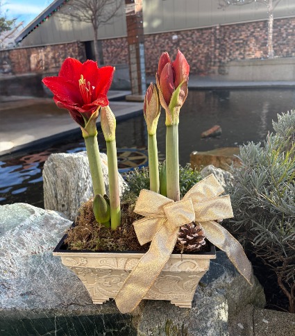 Regal Amaryllis Planter Box