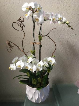 Regal Orchids