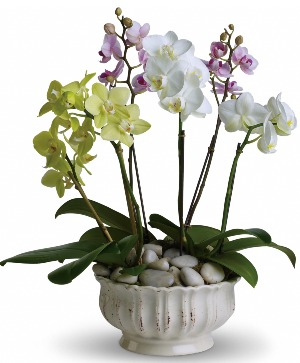 Regal Orchids 
