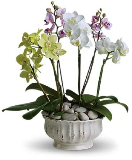 Regal Orchids Arrangement