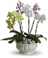Regal Orchids Arrangement