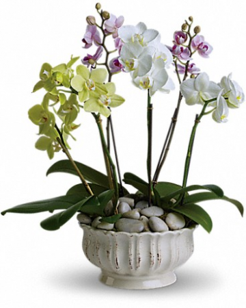 Regal Orchids Pot Arrangement