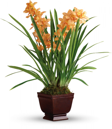 Regally Yours Orchid HPL041A