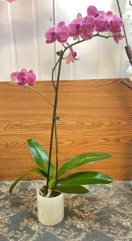 Regular single stem orchid  