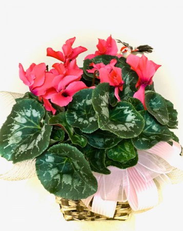 Cyclamen Plant Blooming Plant