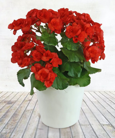 REIGER BEGONIA Plant