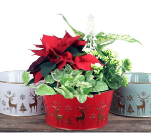  Reindeer Parade Planter Dishgarden