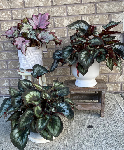 Rex Begonia Indoor Plants