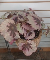 Rex Begonia & Pot Houseplant & Pot