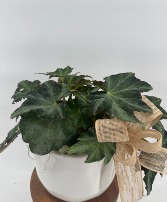 Rex Plant  Plant