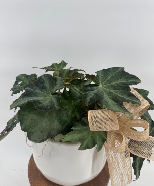 Rex Plant  Plant