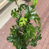 Rhaphidophora Tetrasperma 'Mini Monstera' Climbing 