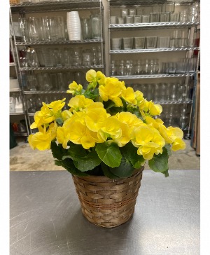 Rieger Begonia Blooming Plant