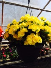 Rieger Begonia Hanging Basket available during the months May-July