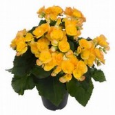 Rieger Begonia Plant 