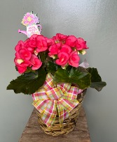 Rieger Begonia Plant 