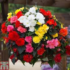 Rieger Begoonia color may vary