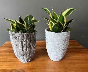 Rigolith plant