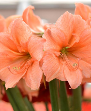 Amaryllis Bulb - Peach - Rilona AMARYLLIS BULB, Loose in Brattleboro ...