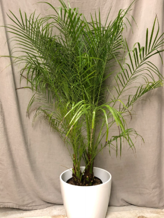 Robellini Palm plant 