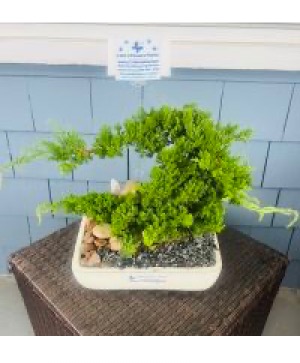 Rock Juniper BONSAI Tree 