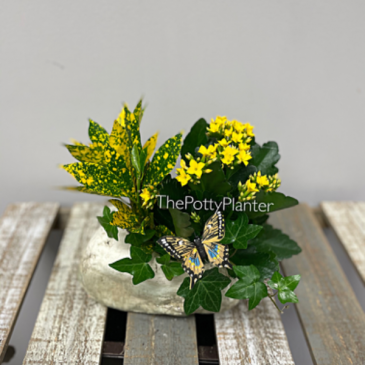 Rock Planter 8”