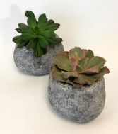 Rock Solid Succulent Plants