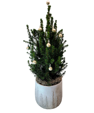 Rockin' Around The Christmas Tree Alberta Spruce Tree