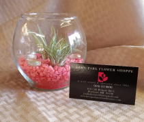Plants From Kern Park Flower Pe Your Local Or Florist And Air Plant Bubble Bowl