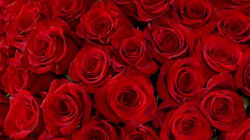 Romantic Valentine's Day Arrangement in Boca Raton, FL | Flowers of Boca