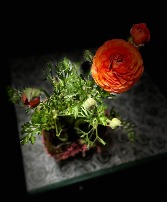 Ronuncule Orange Plant