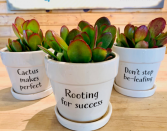 Rooting for success Houseplant