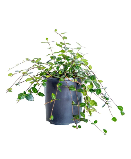 Lush Asiatic Jasmine Plant 