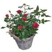 Rose Bush Delight Plant