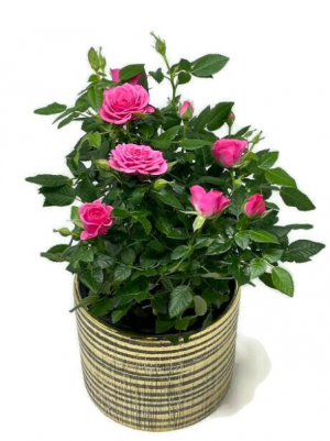 Rose Bush  Flowering Plant