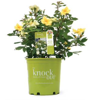 Rose Bush Outdoor Plants in Fitchburg, MA | CAULEY'S FLORIST & GARDEN CENTER Rose Bush Outdoor Plants in Fitchburg, MA | CAULEY'S FLORIST & GARDEN CENTER