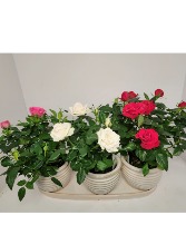 Rose bush Planter set of three