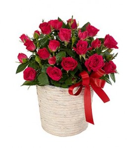 Rose Bush-Potted plant **Container may vary