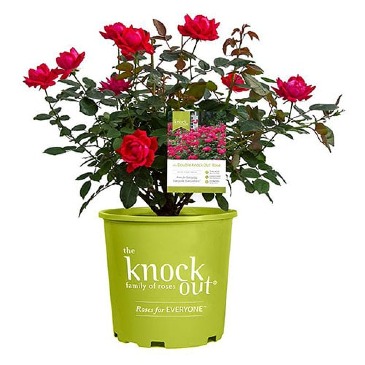 Rose Bush  Roses  in Trumann, AR | Blossom Events & Florist