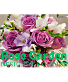 Rose Garden Designer's Choice