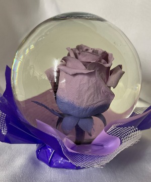 Rose Globe purple Ombre 