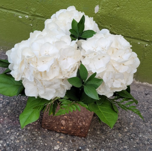 Rose Gold Hydrangea 