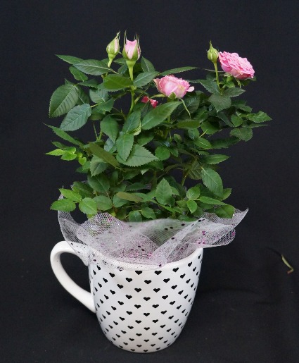 Rose In A Mug  live plant 