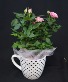 Rose In A Mug  live plant 