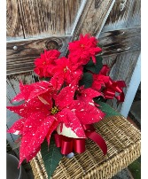 Rose or  Glitter  Poinsettia