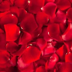 Rose Petals 